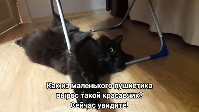 Как из маленького пушистика вырос такой красавчик? 😻