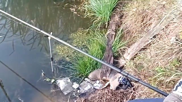 Ловля карася и окуня осенью часть-2!!!