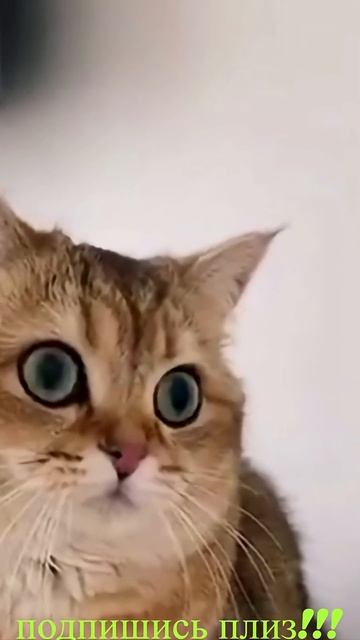 Удивительные животные !!! #кошки