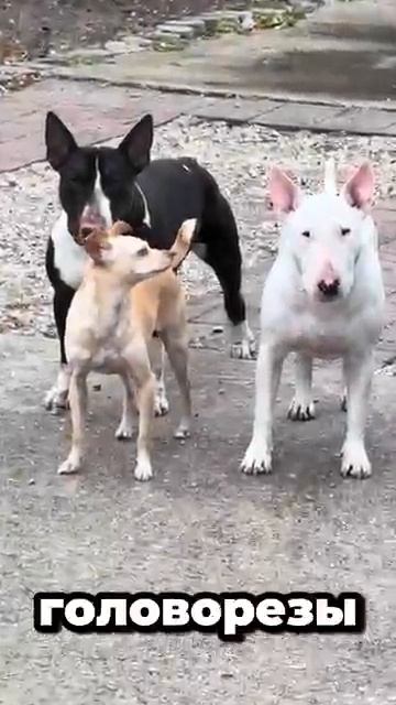Самая безбашенная 🤣собака знакомьтесь бультерьер