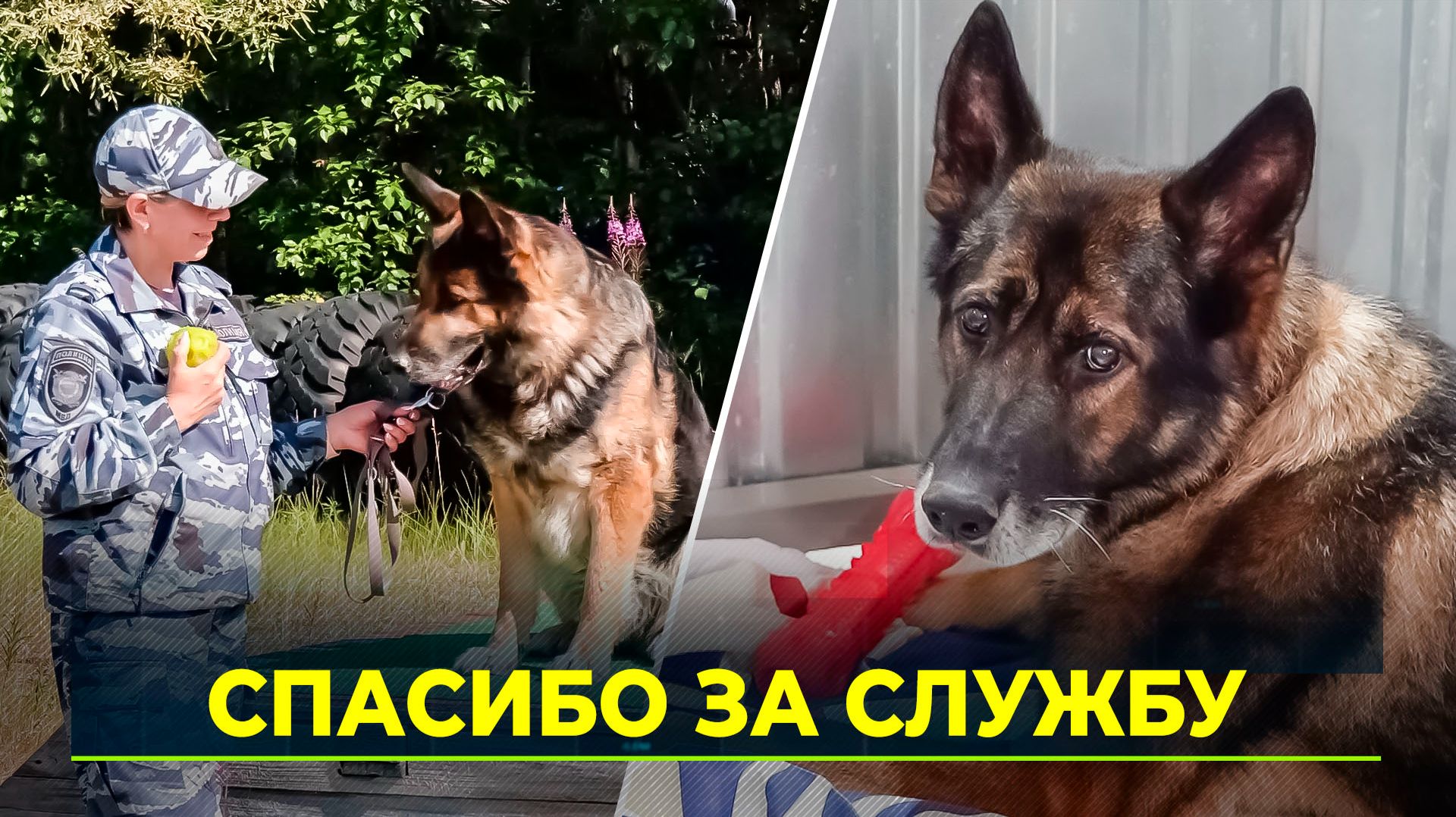 Как выходят на пенсию служебные собаки Ямала