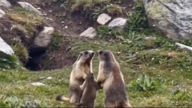 Сурки на Алтае устроили семейную ссору, а малыш пытался всех успокоить — видео форсится в соцсетях