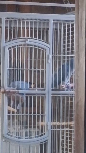 И  СНОВА  НАШ   ГРИГОРИЙ ...😜