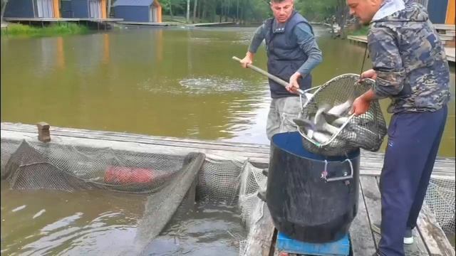 запуск Форели на Спорт зону водоёма 26.08