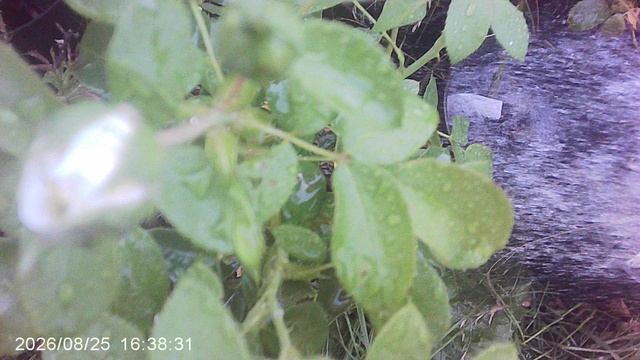 Помогаю маме поливать растения