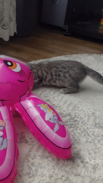 милый котёнок