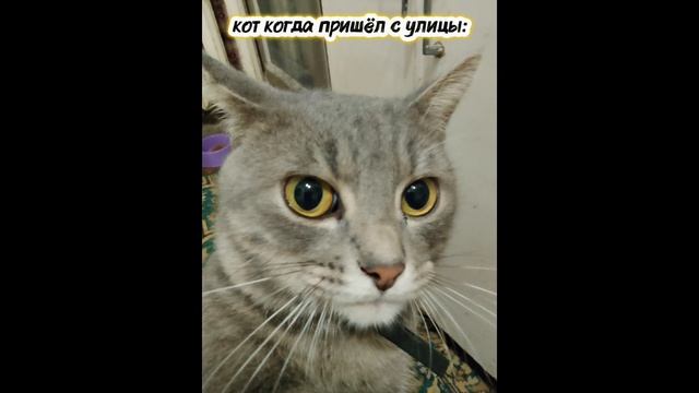 когда кот пришёл с улицы