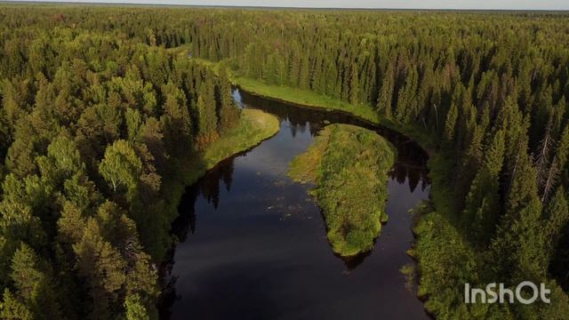 Кусочек тайги