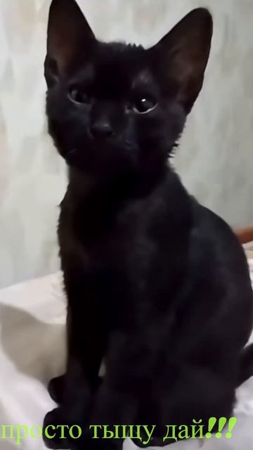Удивительные животные тыща!!! #cat