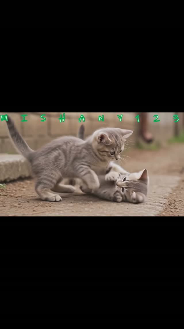 КОТИКИ КОТИКИ SHORTS КЛИПЫ МУЗЫКА MUSIC ПЕСНИ M123 MISHANY123 ТРЕКИ КОТИКИ ЖИВОТНЫЕ