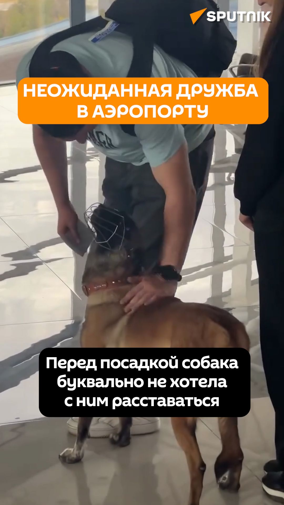 Служебная собака не хотела отпускать пассажира рейса Шымкент-Москва