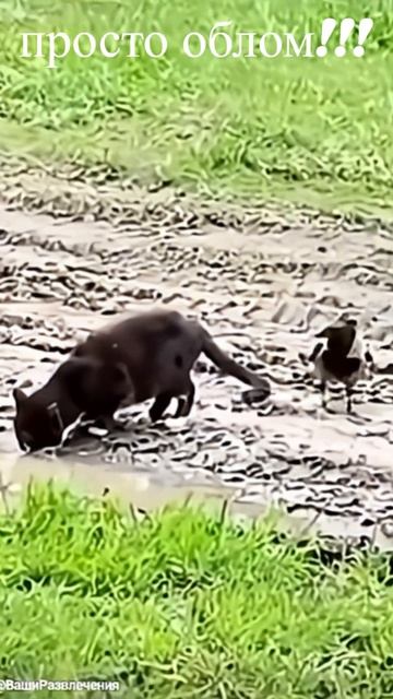 Удивительные животные !!! #cat