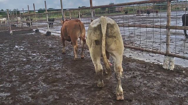 ПРОДАЖА ПЛЕМЕННЫХ БЫКОВ ПОРОДЫ ШАРОЛЕ С ДОСТАВКОЙ В МОСКВУ