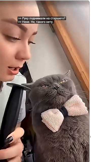 Удивительные животные !!! #кошки