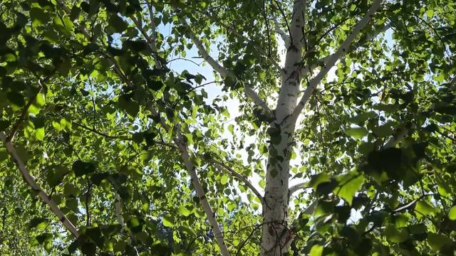 🌿  Прогуляемся по аллеям санатория Пирогова  в последние дни августа