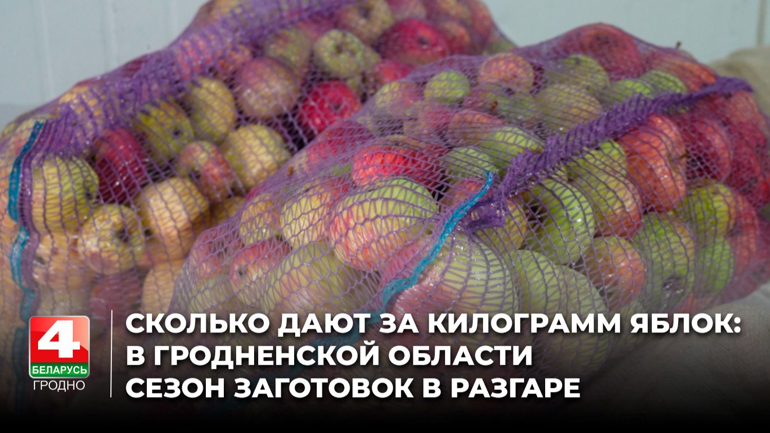 Сколько дают за килограмм яблок: в Гродненской области сезон заготовок в разгаре