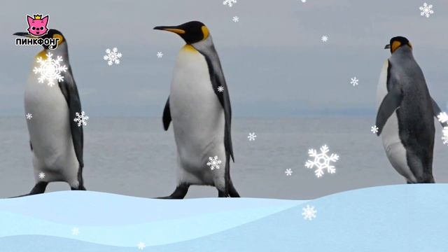 Пингвин — Пингвин-Император | Песни про Животных | Пинкфонг Песни для Детей