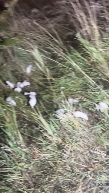 На трассе в Подмосковье нашли полчище домашних белых крыс