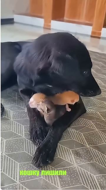 Удивительные животные !!!