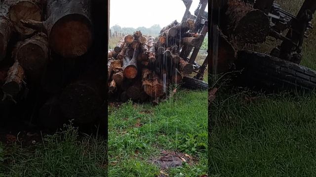 СЕВОДНЯ  НАМ ПРИВИЗЛИ ДРАВО