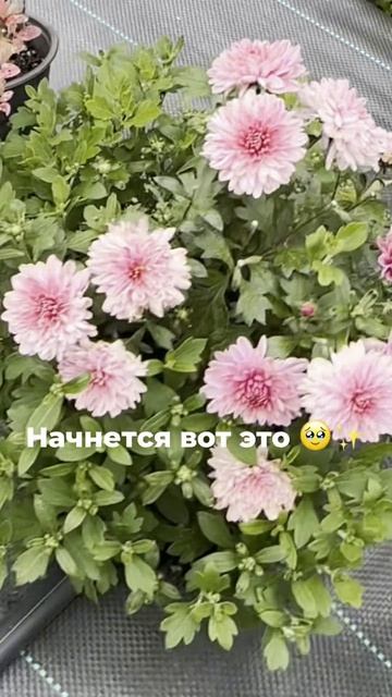 Хризантема мультифлора: от маленького саженца до цветущего шара 🌸