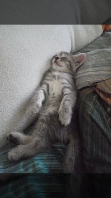 Котёнок спить со мной