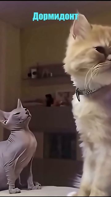 Удивительные животные !!! юмор