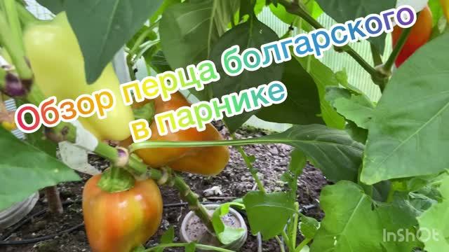 Обзор перца болгарского в моем парнике