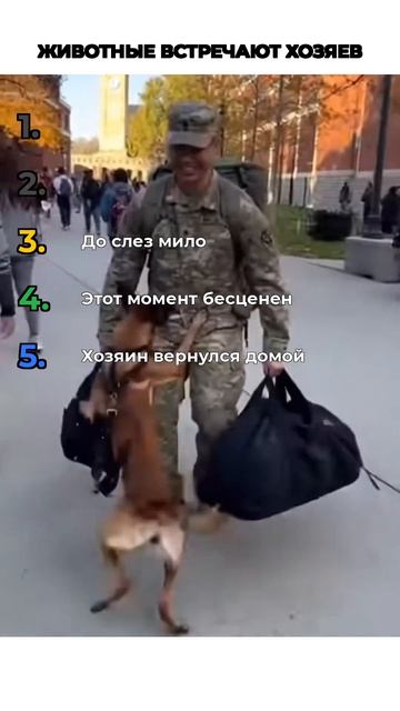 ЖИВОТНЫЕ ВСТРЕЧАЮТ ХОЗЯЕВ
