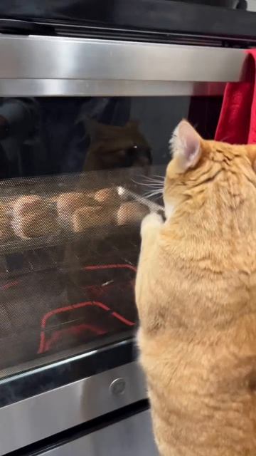 Котлетки, выходите!