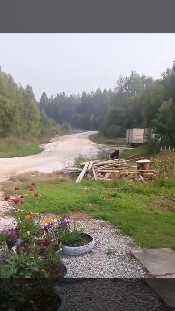 Нашествие медведей в Красноярском крае: теперь хищник загрыз собаку прямо на глазах у хозяйки