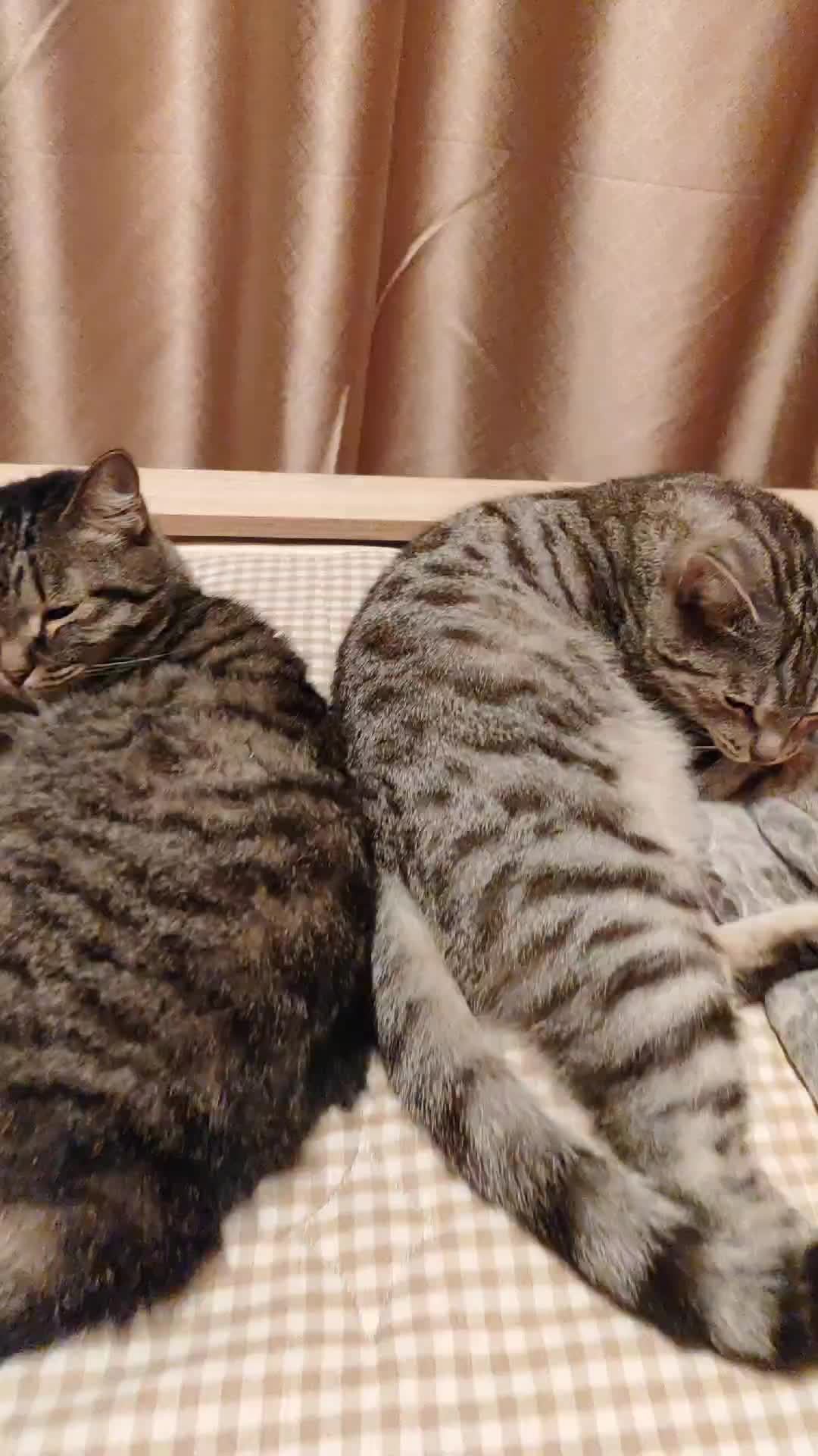 #котики
