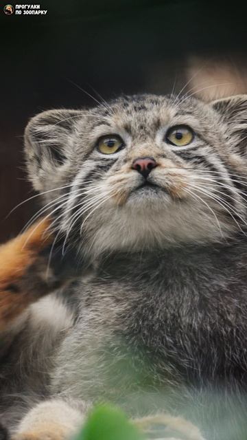Котёнок манула №1 (Намиковнучок) пошел к братьям, чтобы поиграть. Ленинградский зоопарк