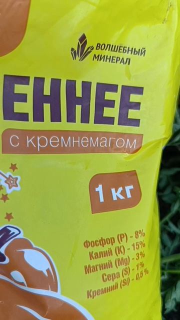 Удобряю клубнику.