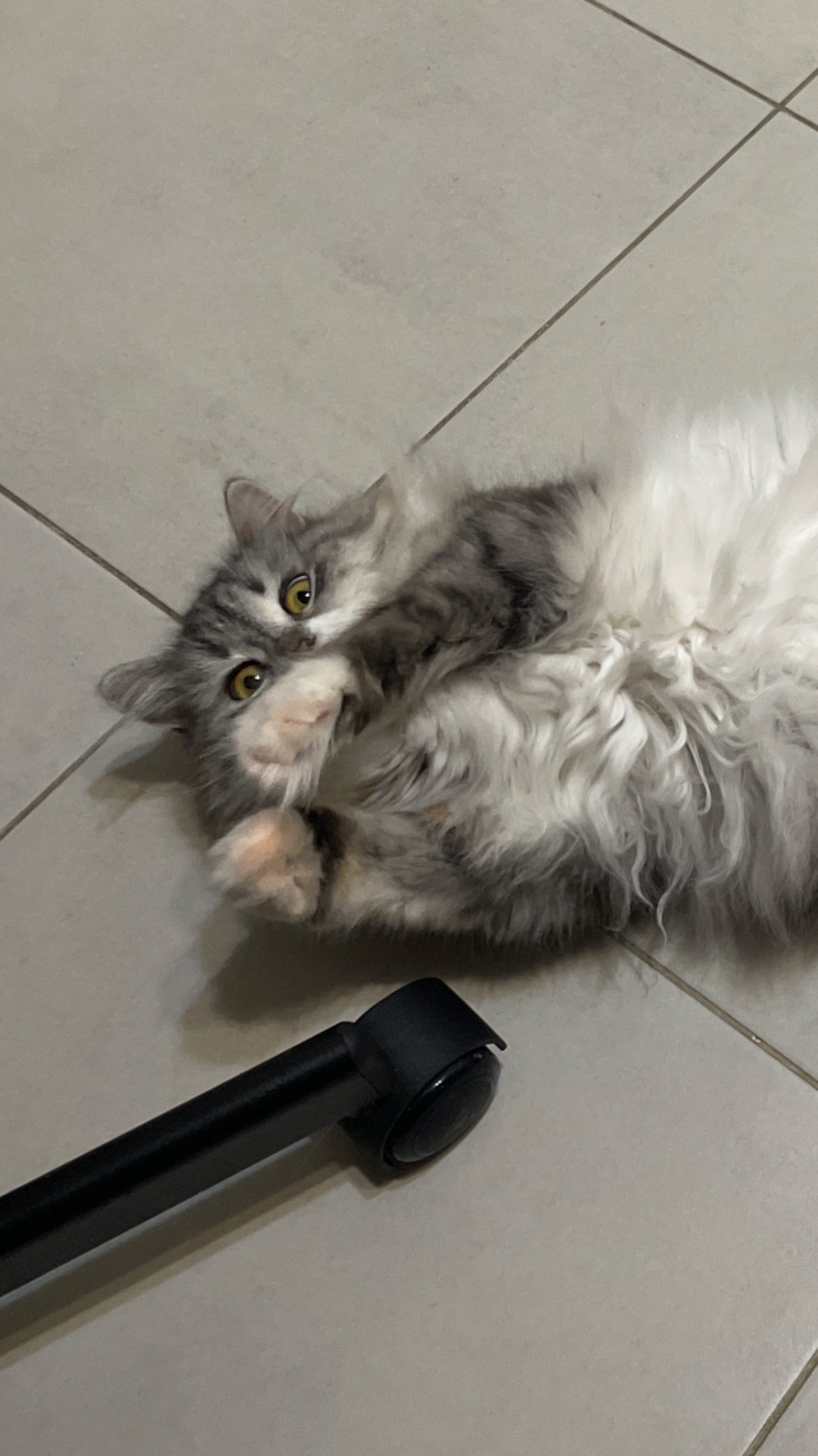 Кошачий сдвг :)