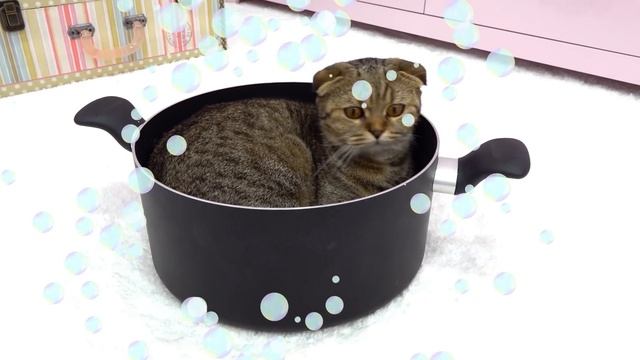 Diana Roma And Their Adventures With Cats In A Cartoon World