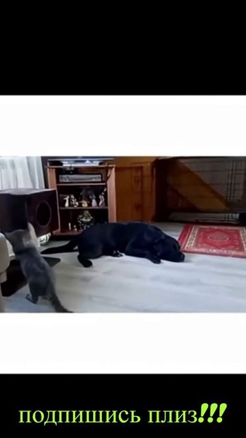 Удивительные животные !!! #кошки