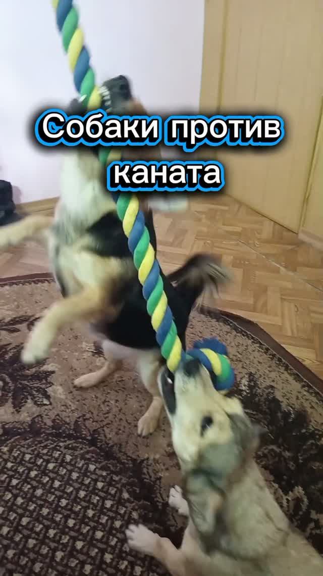 Собаки нашли новое развлечение