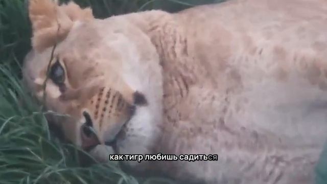 OOJA3672_25.08.2026-Видео от Светланы
