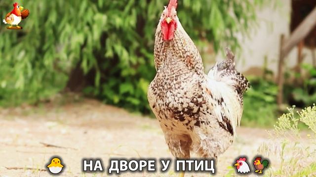 На дворе у птиц или куриная рутина простых несушек (5)