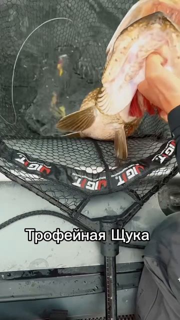 Трофейная щука 🎣