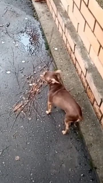 Удивительные животные !!!