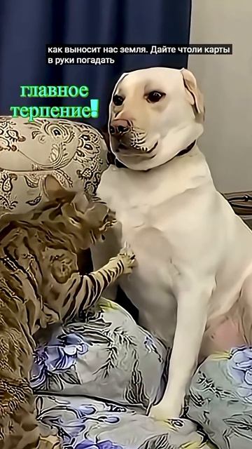 Удивительные животные !!! #кошки #юмор