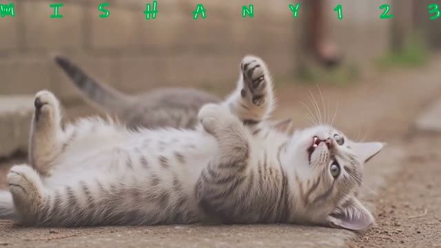 АЙ ДА КОТИКИ #КЛИПЫ #МУЗЫКА #MUSIC #ПЕСНИ #M123 #MISHANY123 #РАЗВЛЕЧЕНИЕ #ТРЕКИ #КОТИКИ #ЖИВОТНЫЕ