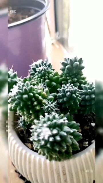 Лето 2026🤗🌞☀️🌱🌳