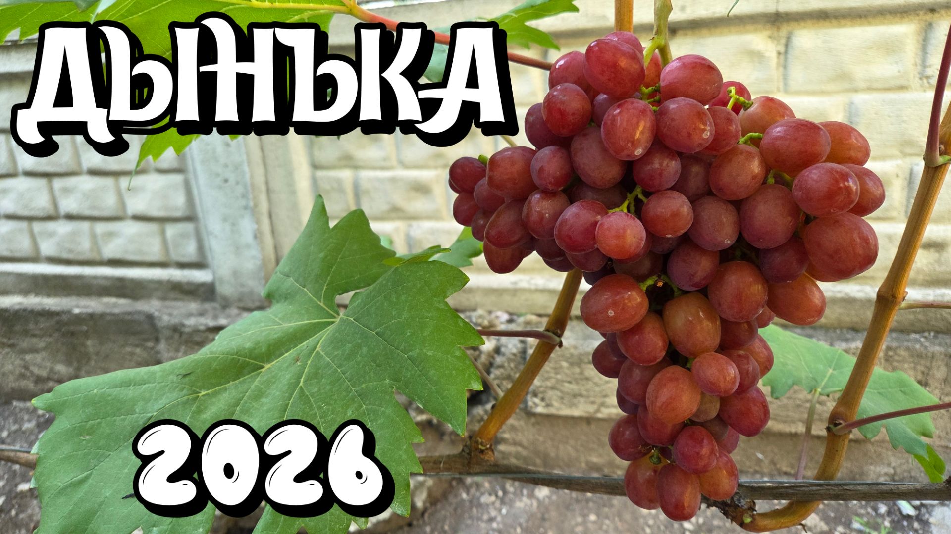 Виноград ДЫНЬКА. Сезон 2026.