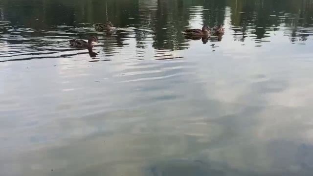 много утак