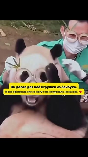 Панда