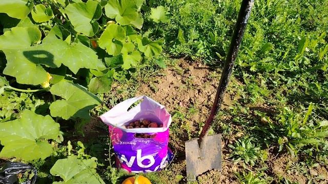 Готовлю обед. Сходила на картошку. Спилили вишню.