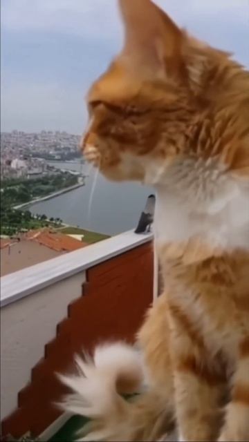 Кот учит ворону уму разуму или ворона кота!!! #юмор